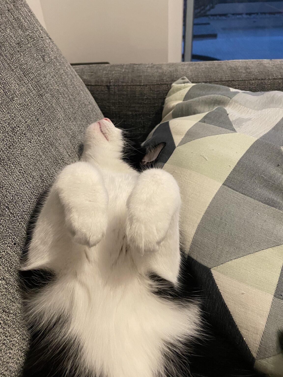 キャットボット
