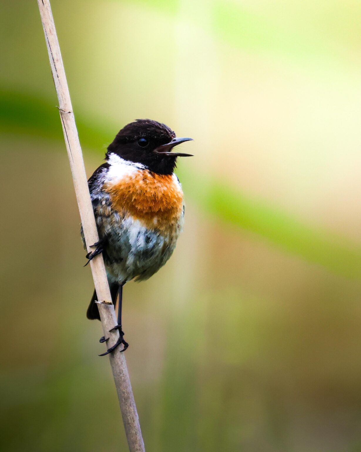 ガリシア州ア・コルーニャのムシクイ (Saxicola robicola)