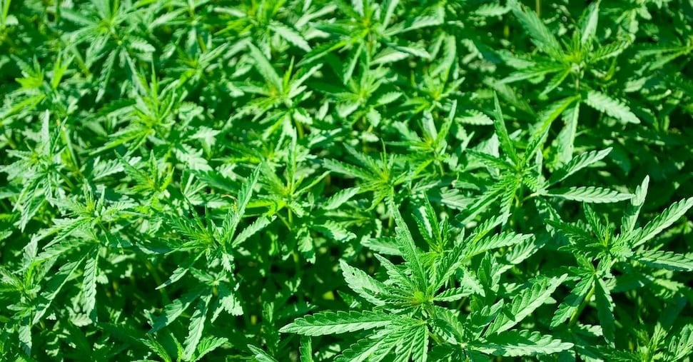 ラツィオ州TARが保健省を停止：CBDに関する法令の一時停止を承認 - Il Sole 24 ORE