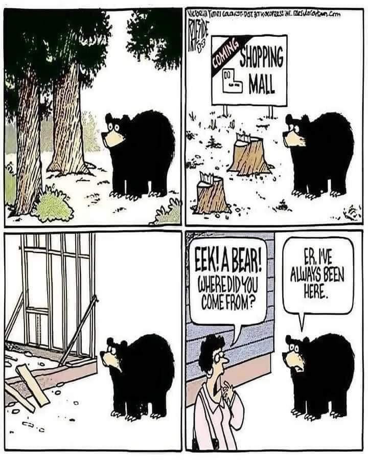 スロバキアのクマはとても...