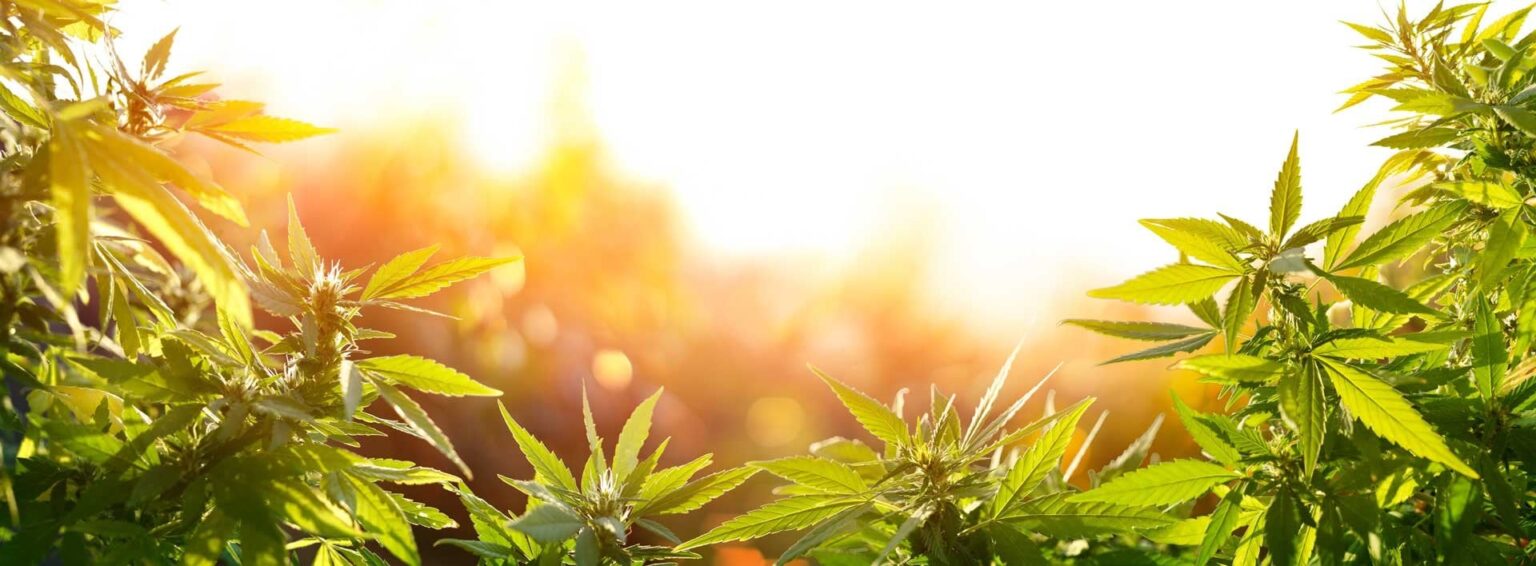私は Script Cannabis Study の参加者です。何でも聞いてください!