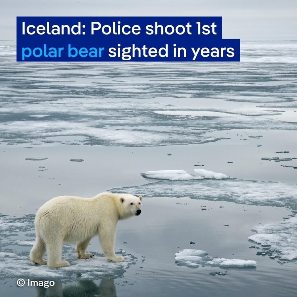 アイスランドの辺鄙な村でホッキョクグマが発見され、射殺された。