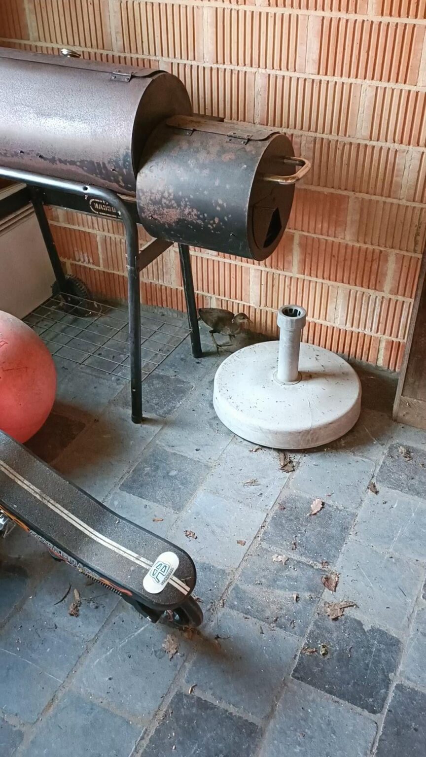 鳥を発見