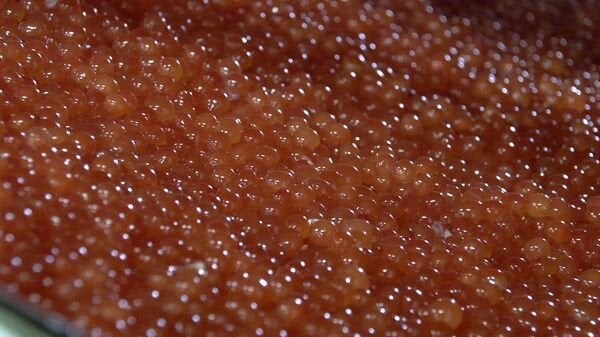 北海道民が愛する秋の味覚『いくら』 “秋サケ”の不漁で半月遅れでいくら作り始まる …価格高騰が心配ですが9月末で漁獲量が増加の兆し 漁の行方に期待 北海道