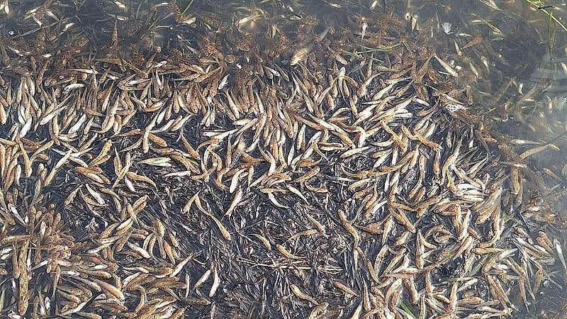 たくさんの死んだ魚の説明は次のとおりです。 - 残念です |テレビ中西部