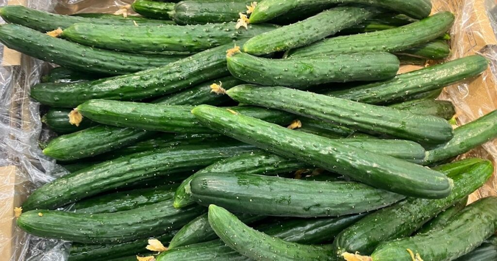 キュウリなど猛暑で10%超高く 10月野菜卸値見通し