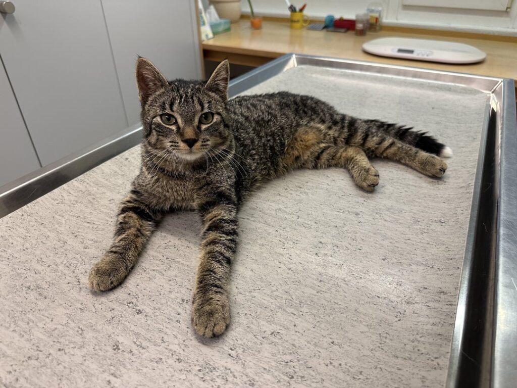 アルプナッハドルフの近くで猫を発見