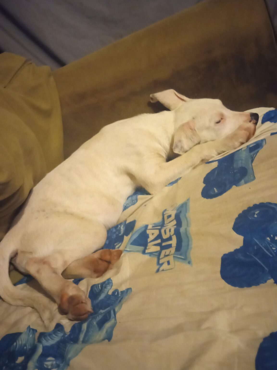 私の犬に名前を付けるのを手伝ってください