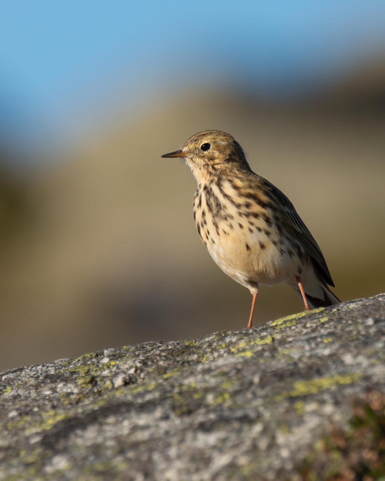 マミジロタヒバリ (Anthus pratensis)。ダルスヌテン山頂、サンネス。Nikon D7200 + Tamron 150-600 G2。