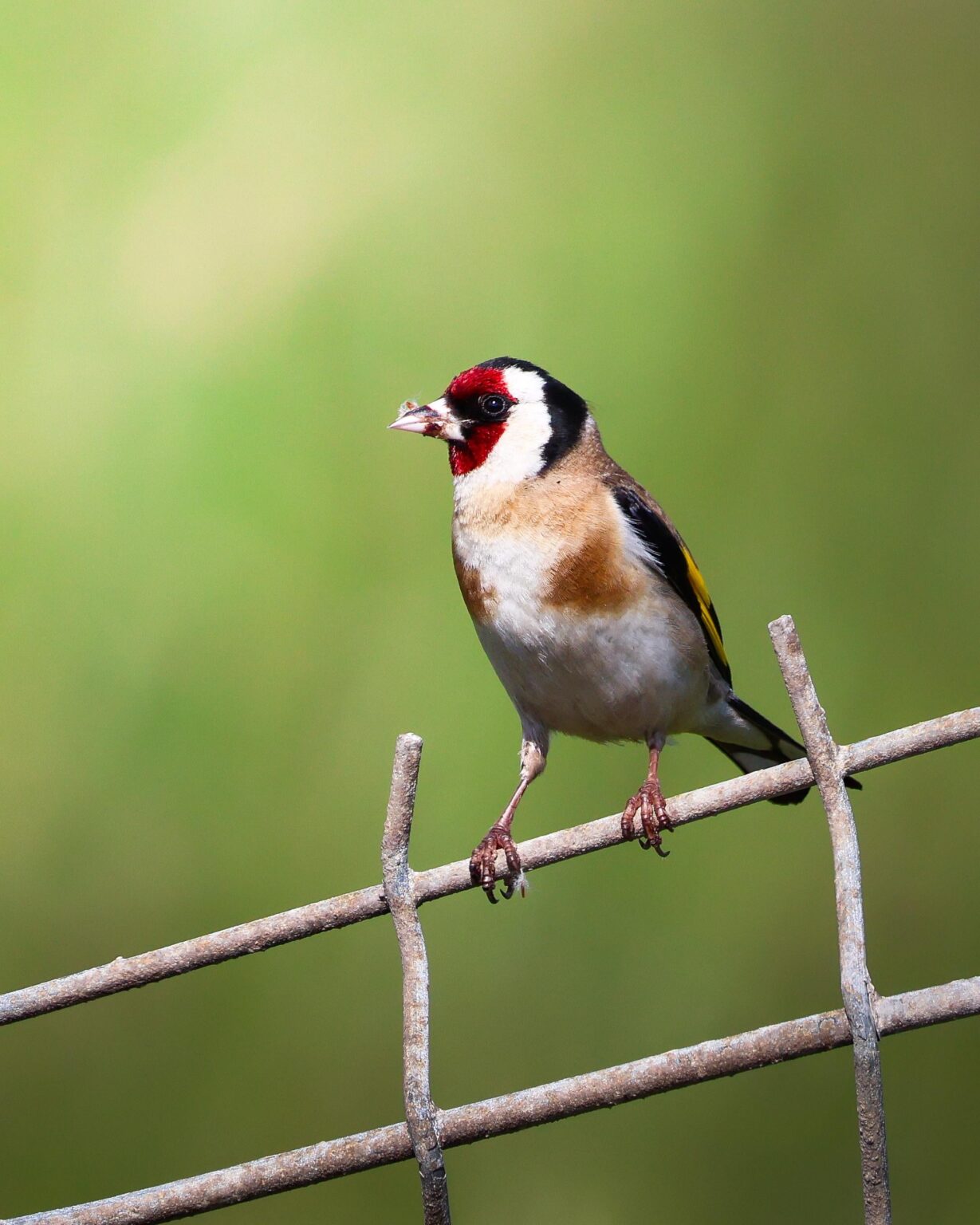カンタブリア州の Carduelis (Carduelis カルデリス)