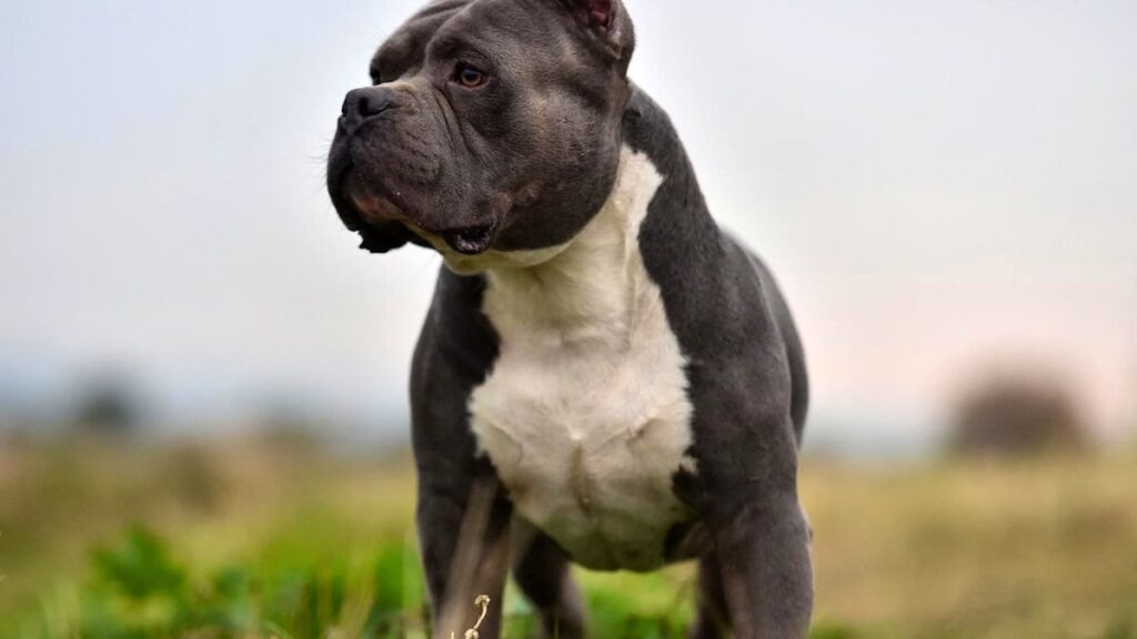 モントルーで犬が子供を襲う
