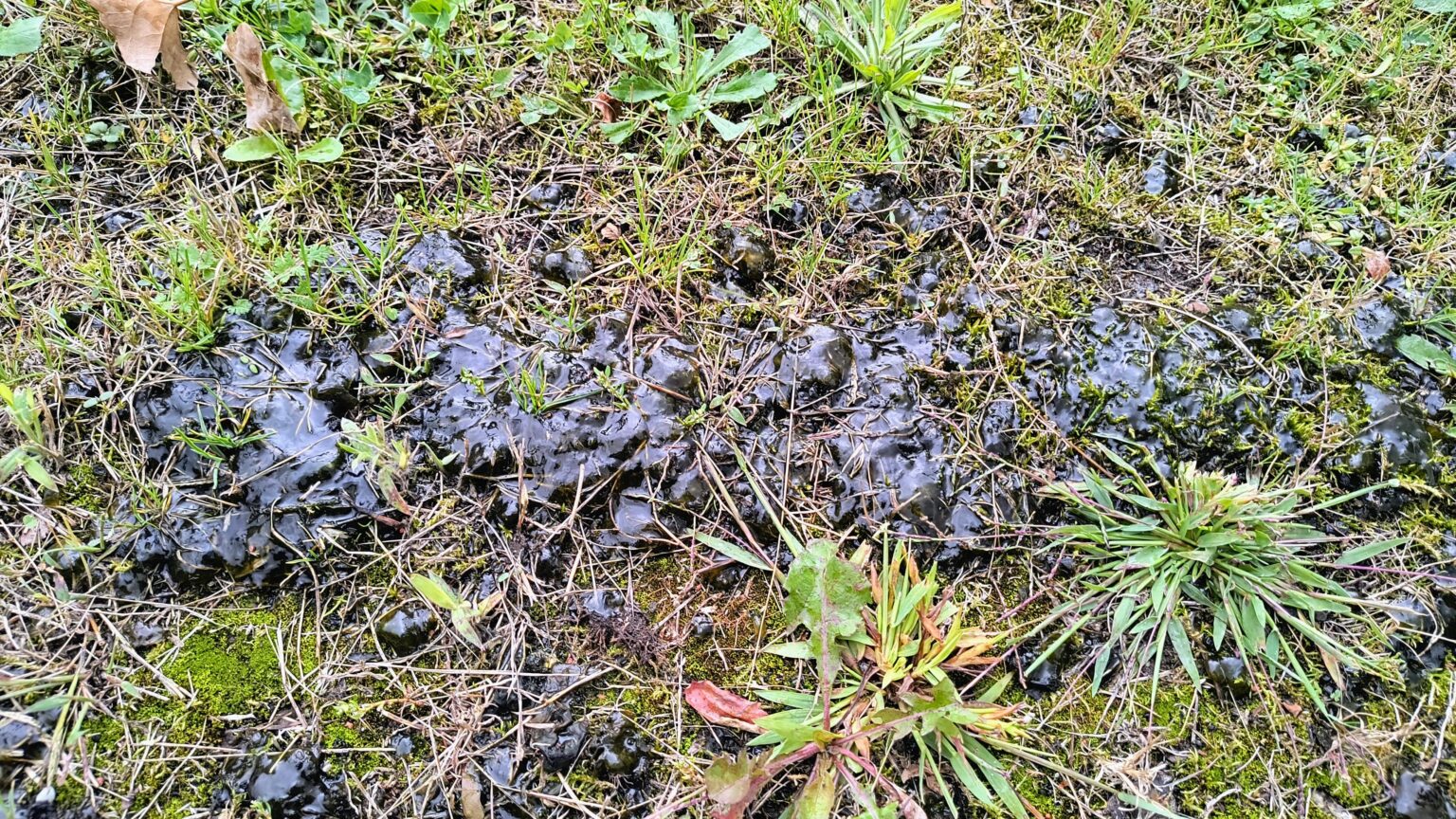 今朝、庭で見つけました。何かわかる人いますか? 緑がかっていて、半透明で、木の実のような感じです。