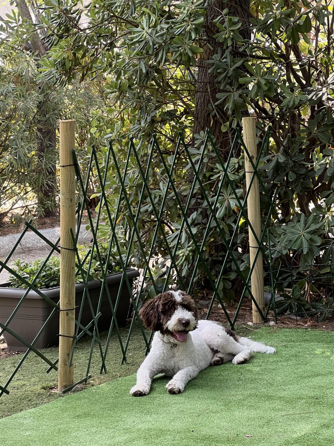 犬を訓練する