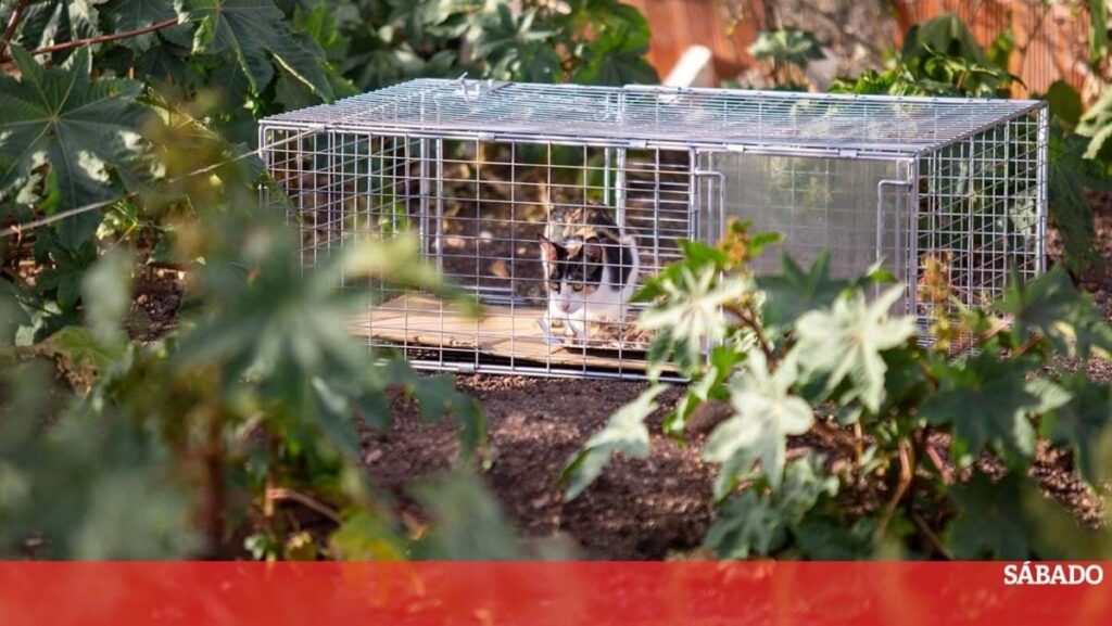 移民がペットを食べる？チェガは、エピソードがすでにポルトガルに到着していることを保証します