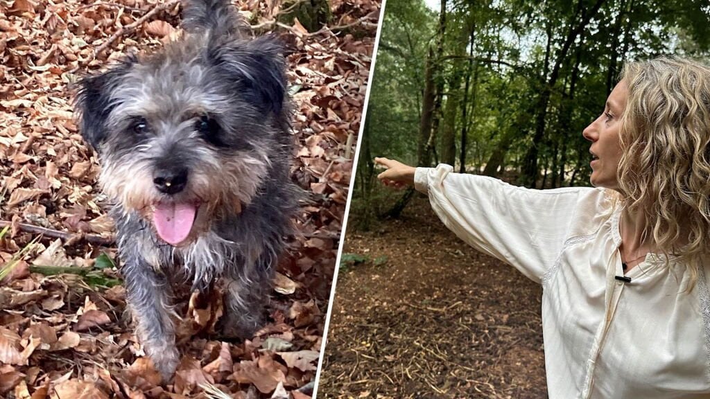ゲルチェは犬のブルーノと一緒に森に入った、これが最後だった