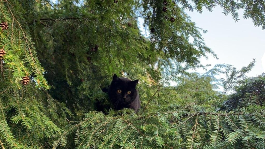 猫犯罪者：スイスの殺人猫をどうするか？ スイスでは毎年、猫が何百万羽もの鳥、カエル、その他の動物を殺しているが、ほとんどの政治家はそれについて何もしようとしない。10年間猫の輸入と繁殖を禁止する「猫モラトリアム」は、状況を変えるだろうか？