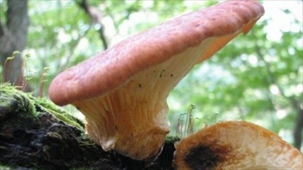 知人にもらった野生のキノコ 食べた家族3人が食中毒 原因は毒キノコのツキヨタケ 山梨県峡東地域
