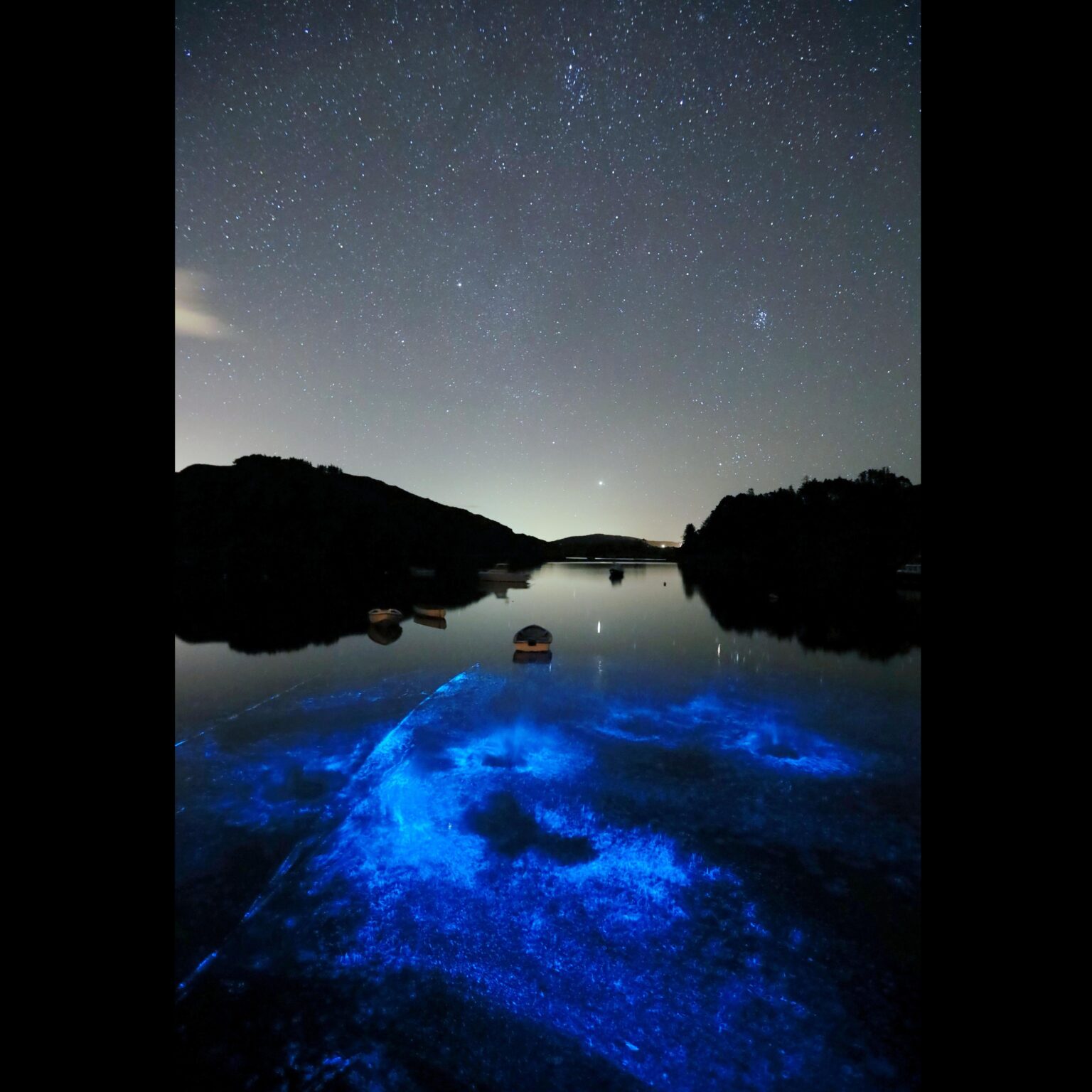 生物発光、ウェストコーク