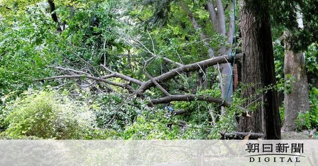 木の枝が落下、巻き込まれた30代男性が死亡 東京・日野の緑地歩道
