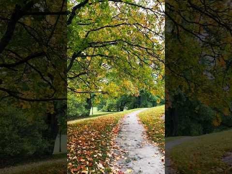 🍂フィンランドの秋はまさに魔法のようです🍁