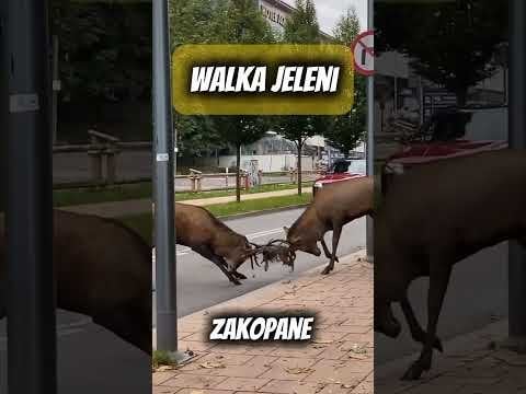 ポーランド、ザコパネの路上で争う鹿