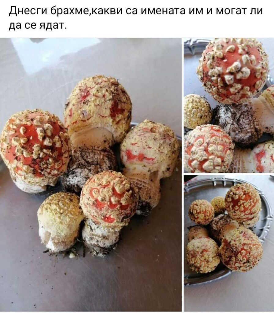 食べられる、食べられるけど... 😂