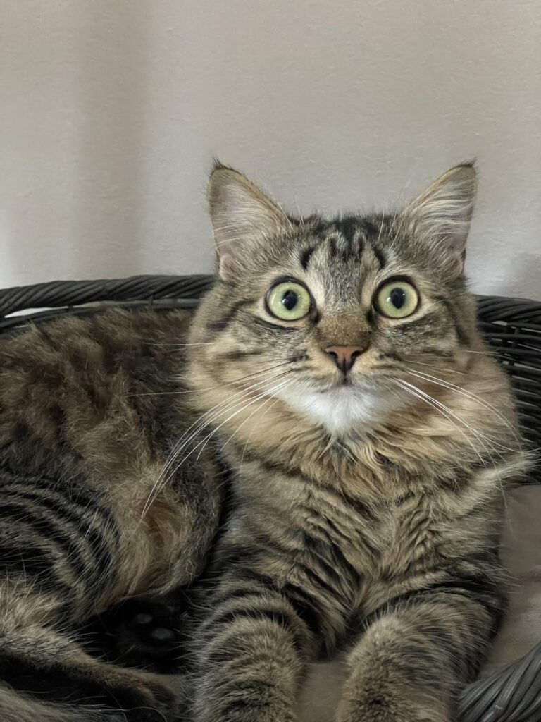 キャットボット