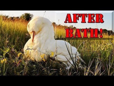 数馬身ゴールした後、濡れた#Duck!