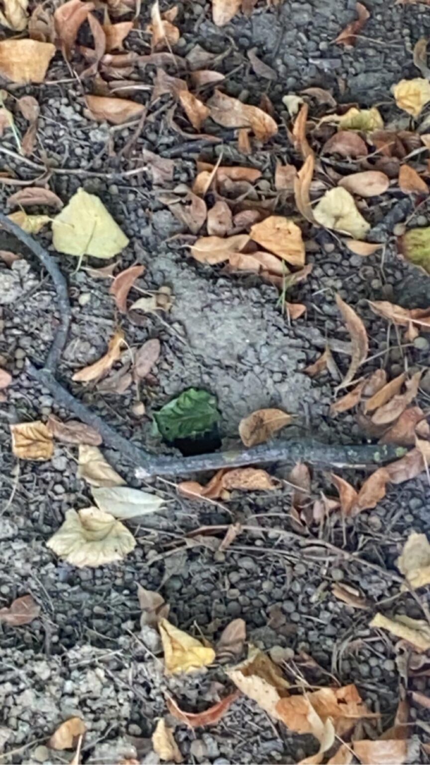 地中のスズメバチを駆除するにはどうすればいいですか？