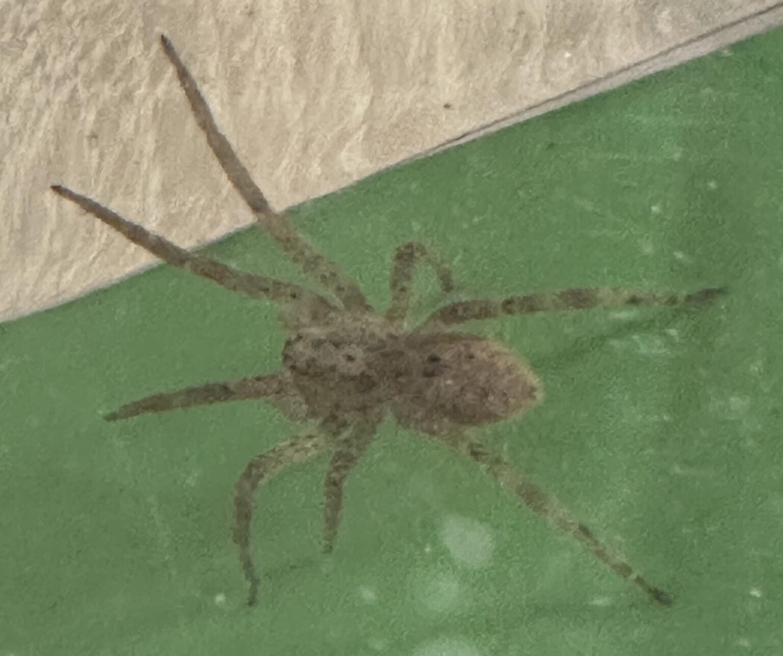 1週間で3匹目のノスフェラトゥ・スパイダー