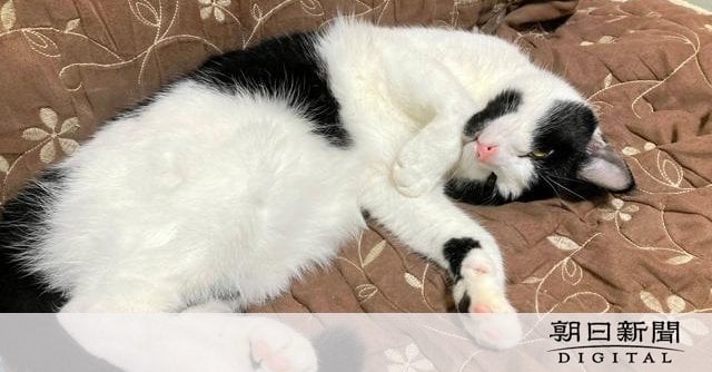 高品質な「ネコiPS細胞」作製に成功、イヌと比べて研究事例極めて少ない ｜ 大阪公立大など研究