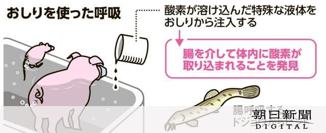 「哺乳類がおしりで呼吸」ことしも日本にイグ・ノーベル賞