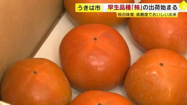 厳しい残暑の中で…“秋の味覚”柿の出荷はじまる 天候に恵まれ糖度高くおいしく育つ 福岡・うきは市