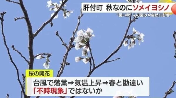 秋なのにソメイヨシノ 鹿児島・肝付町