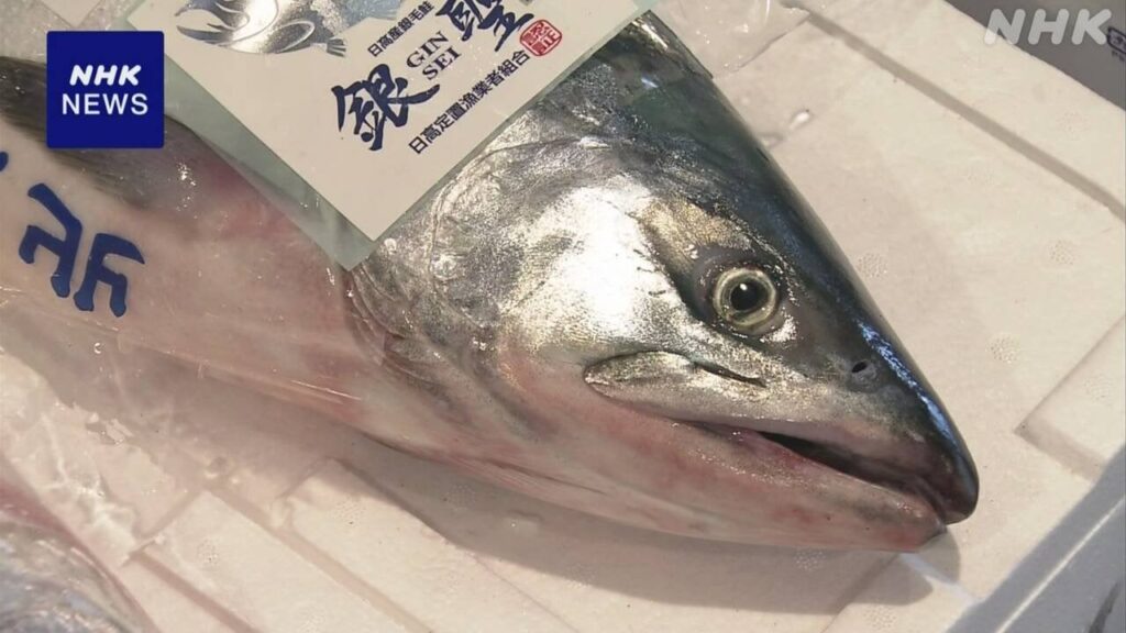 札幌 秋サケの初せり 最高値は1キロ8万8888円