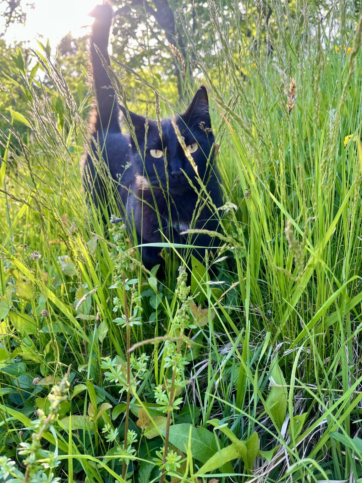 猫ボット