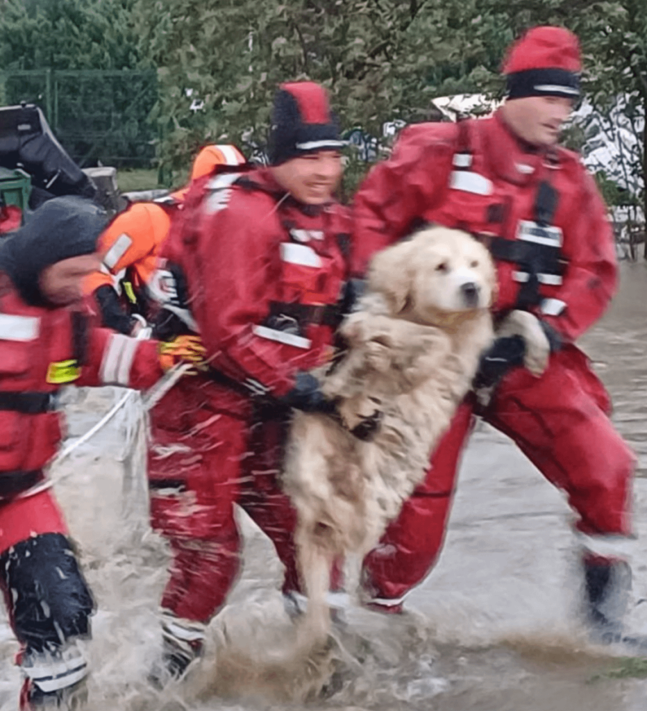 今日、ポーランドの犬が洪水から救出されました。
