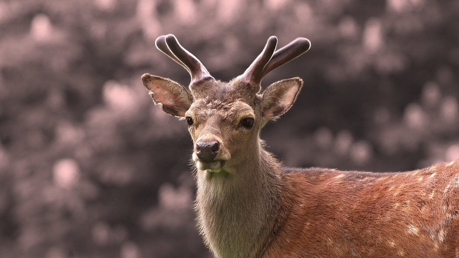シカの襲撃後：オーフスのマルセリスボリ動物園は来園者立ち入り禁止