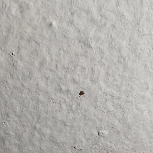 窓から小さな虫が入ってくる