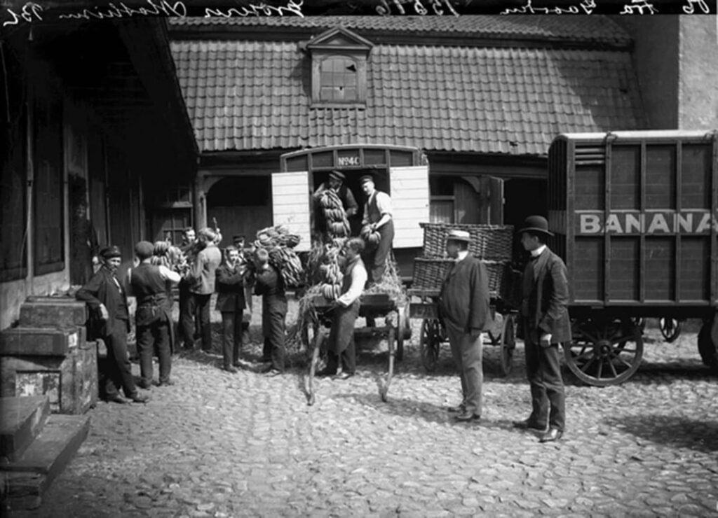 ノルウェーで最初のバナナを捉えた写真、1905 年