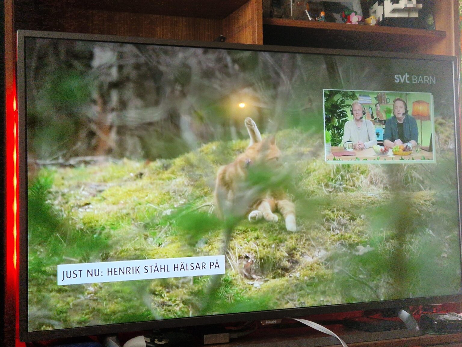 猫のライブ配信！ SVTの子供たち