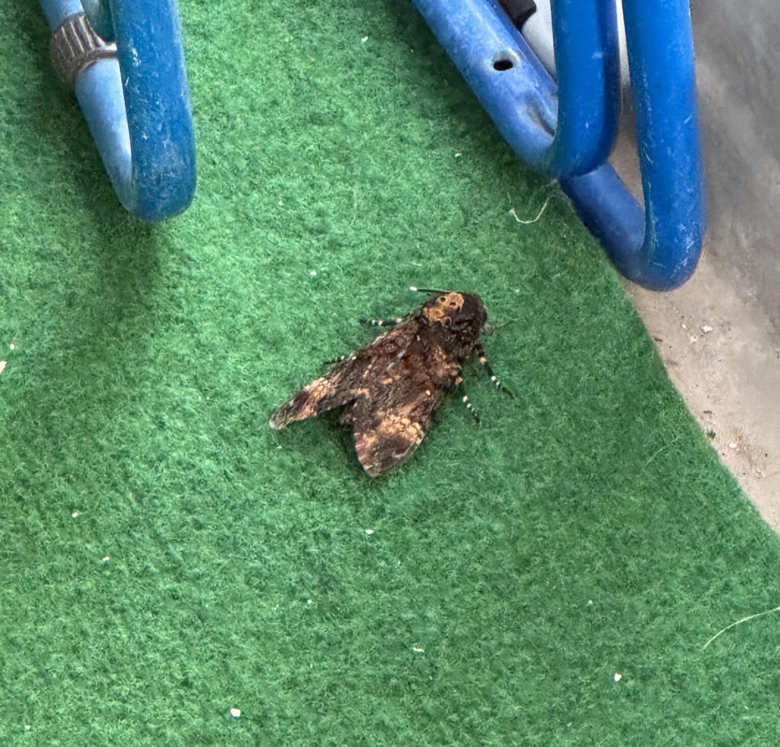 これは何ですか？