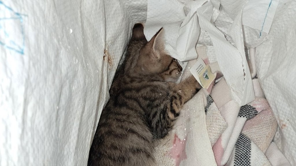 子猫は車にはねられた後、年下の少年らに棒で殴られたとされる。