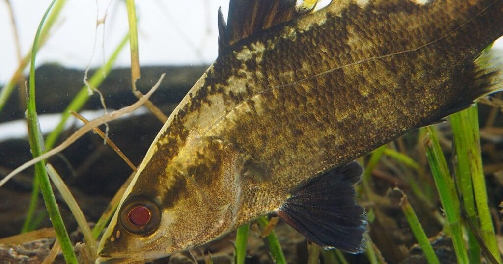 幻の魚「アカメ」、1000匹前後で3万年存続 ｜ 研究
