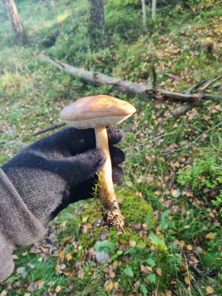 これらは食べられるキノコですか？