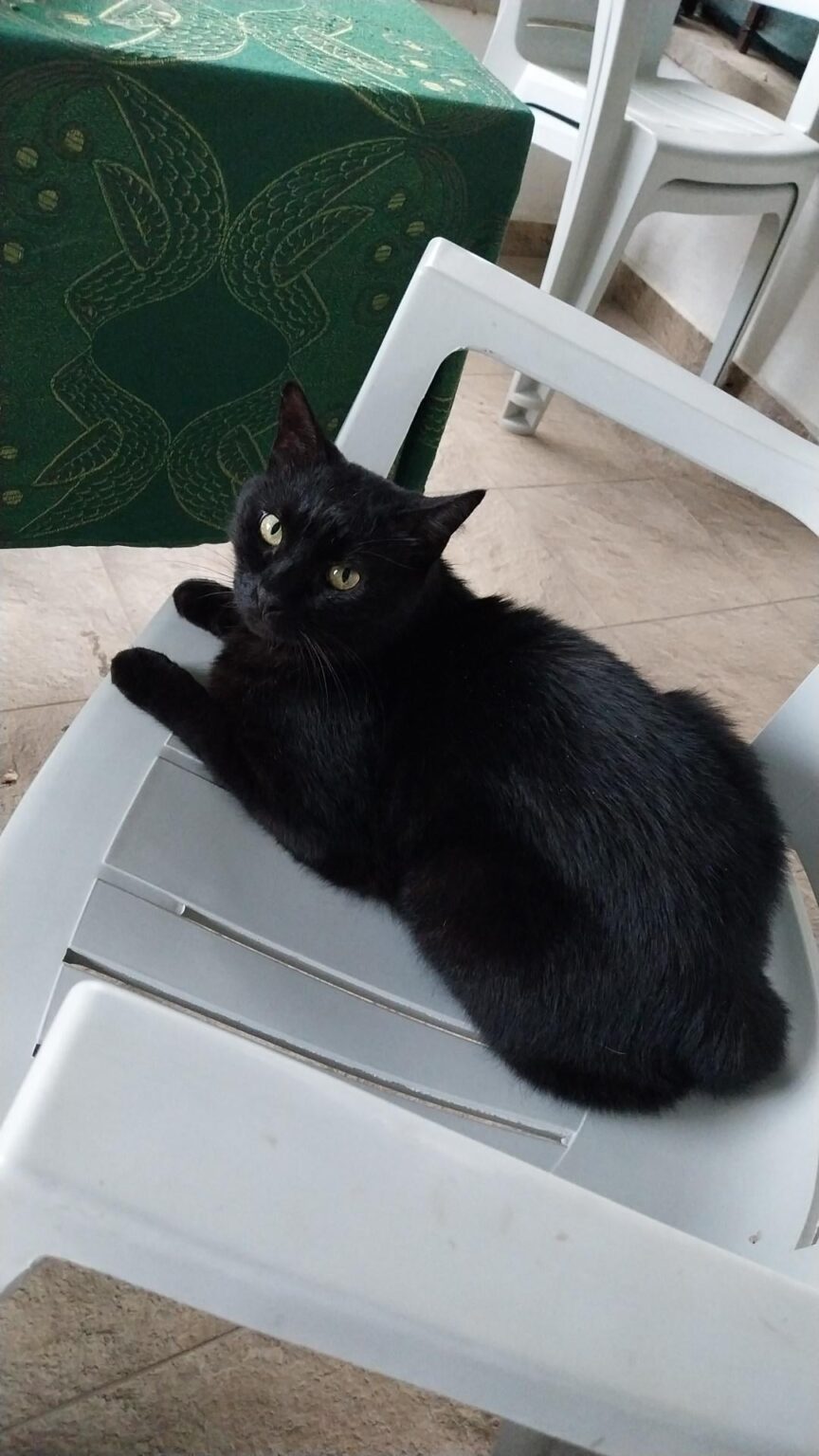 キャットボット