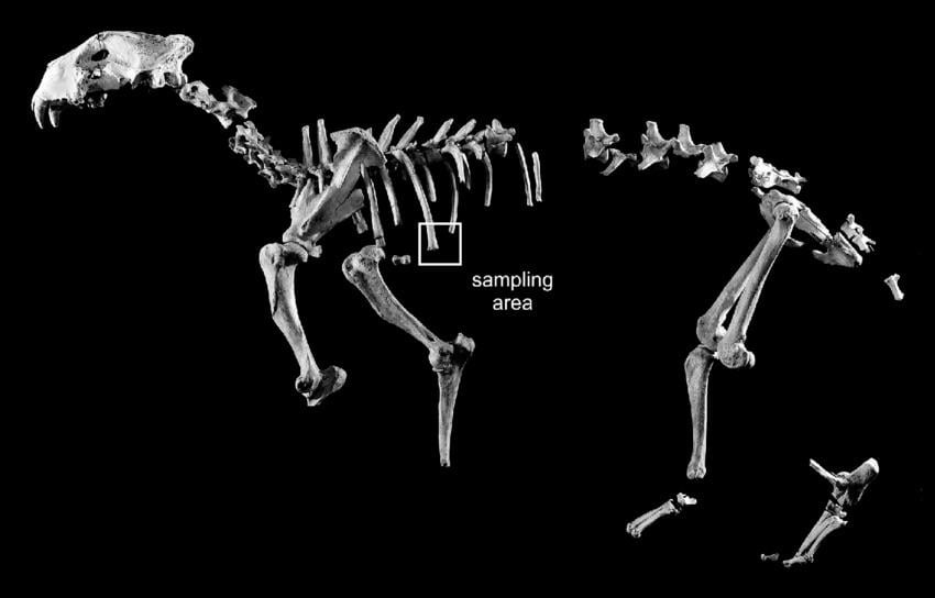 スロバキアで発見されたホラアナライオン (Panthera spelaea) の骨格