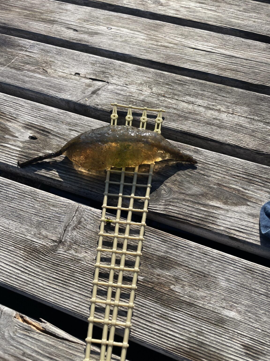 湖でこのスライムのようなものを見つけたのですが、これは何ですか?