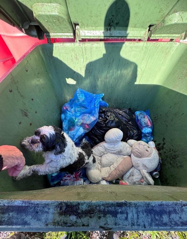飼い犬を殴ってゴミ箱に捨てたスロベニア人女性