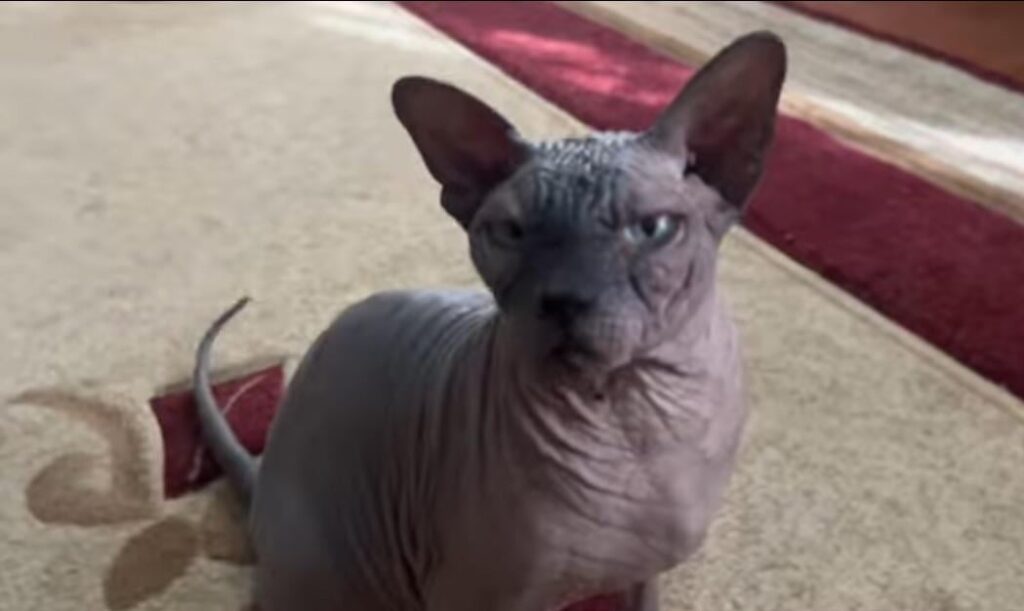 ペットの猫